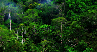 Hutan Hujan Tropis