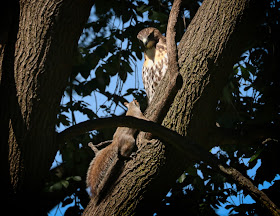 Hawk and squirrel meeting in a tree