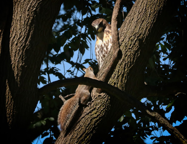 Hawk and squirrel meeting in a tree