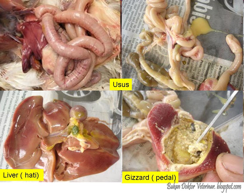 Bukan doktor veterinar: Cara Post Mortem Ayam & Lain-Lain 