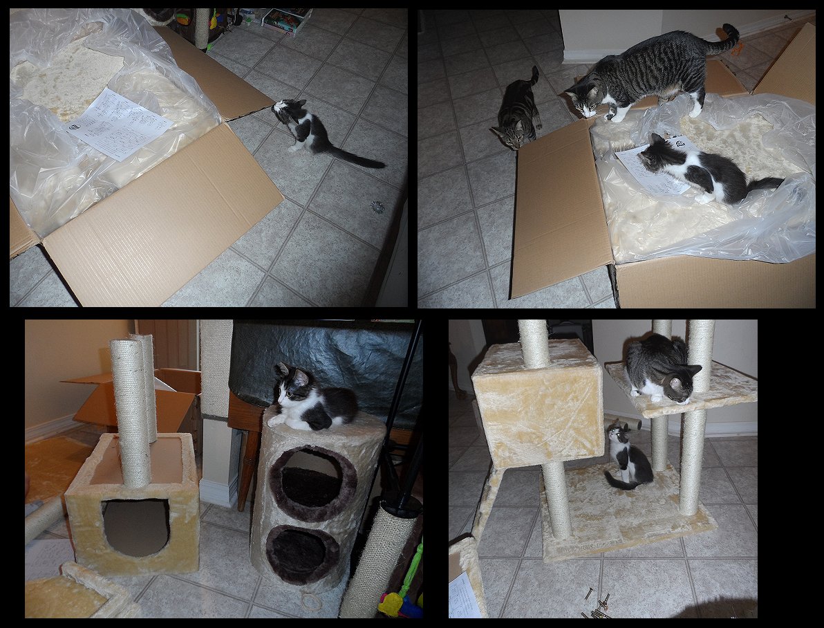 how to build a cat condo