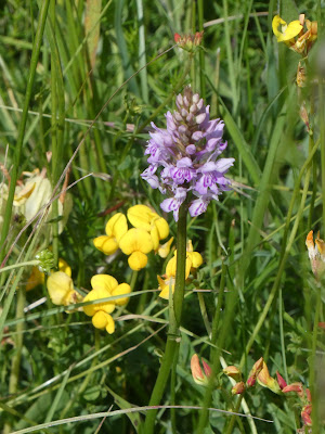 Common Orchid and Bird's Foot Trefoil ("Eggs and Bacon")