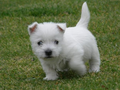 West Highland White Terrier Puppies 1