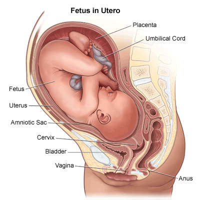 Fetus Fetu Male Pregnancy