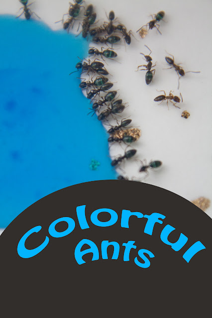 Colored Ants