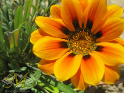 Gazania