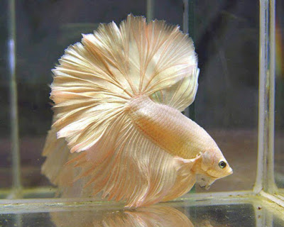 Halfmoon Golden