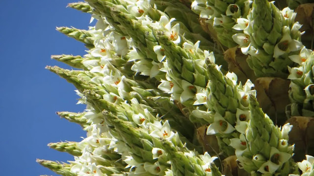 Puya Raimondii