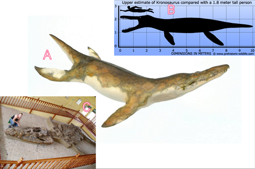 El fósil más impresionante encontrado en Colombia es sin duda el Cronosaurio kronosaurus boyacensis "no es un dinosaurio" se trata de un reptil marino perteneciente al linaje de los pliosaurios: Modelo artístico (A), tamaño comparativo con un humano (B) y espécimen de Villa de Leiva en Colombia "se ve algo aplastado" (YouTube).