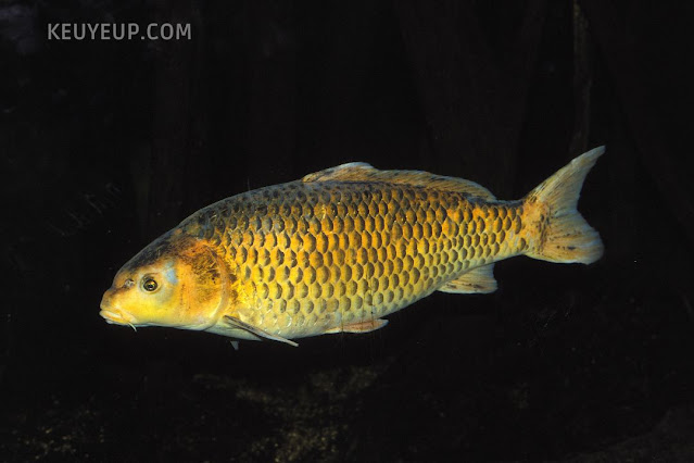 Ikan Mas (Cyprinus carpio)