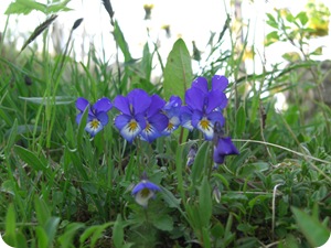 Mai 2009 065