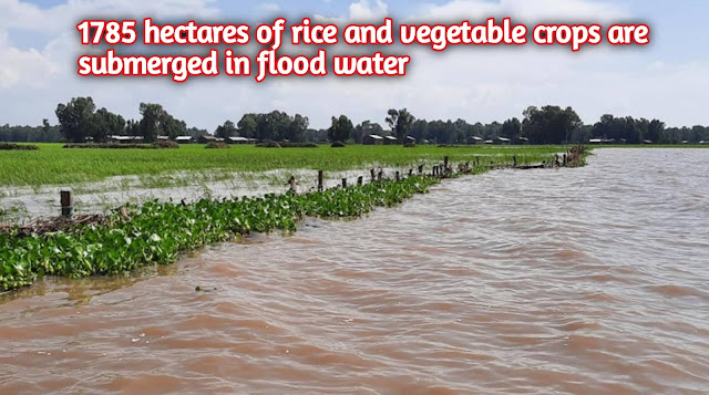 1785 hectares of rice and vegetable crops are submerged in flood water
