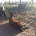 Patrulla Rural secuestro dos equinos que estaban sueltos en la zona de quintas