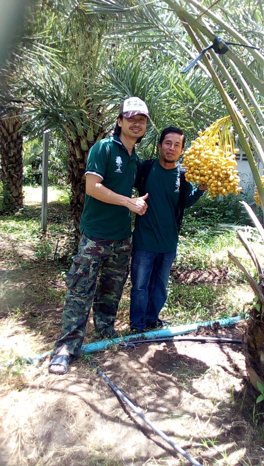 Jambu Madu Dan bibit Kurma KL 1 Thailand, BIBIT KULTUR 