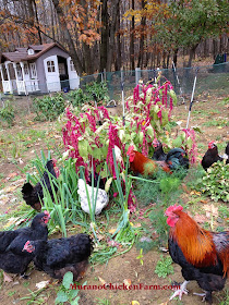 Chickens eating Amaranth in the garden.