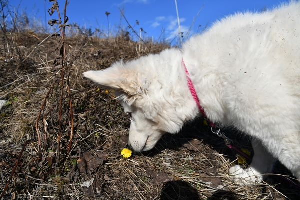 hestehov hvit gjeterhund