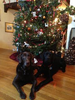 Willow is on the left and Coach on the right.  They are in front of a decorated and lit Christmas tree.  Coach has his paw on Willow's arm.  They are both in down stays and looking up at the camera.