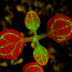 Strigolactones và vai trò của chúng đối với sự phát triển của thực vật