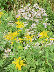 asters and goldenrod