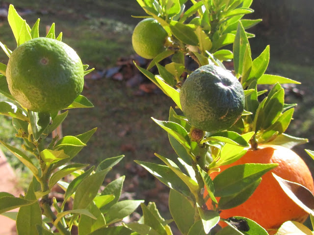 Frutti Maturi ed Immaturi Chinotto