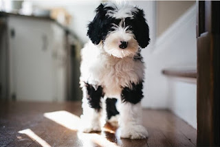 Mini Sheepadoodle Growth