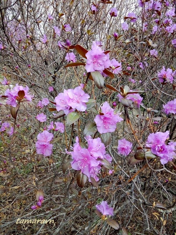 Рододендрон остроконечный (Rhododendron mucronulatum)