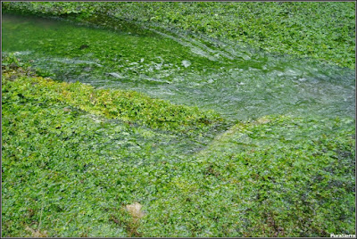 Plantas acuáticas del Río Júcar en el Estrecho De San Blas