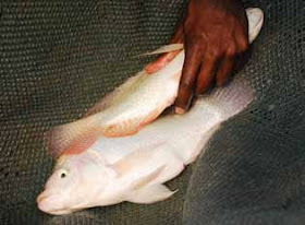 http://www.fao.org/aquaculture/en/