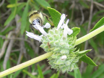 Black sage