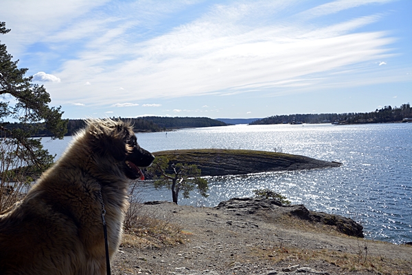 Kalvøya leonberger