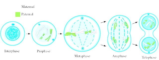 Difference between Meiosis and Mitosis | Learn With Unique 