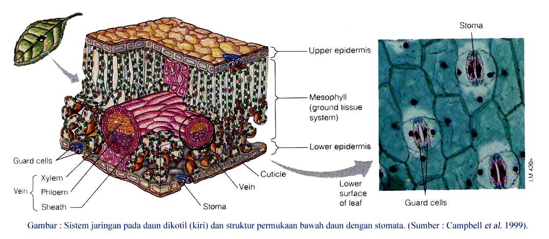  gambar  penampang  melintang  pada daun 