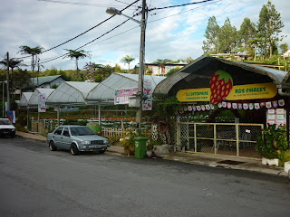 ros chalet, cameron highlands, strawberry farm, tanah rata, taman sedia