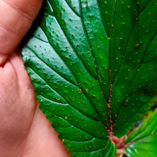 Tulang Daun Begonia