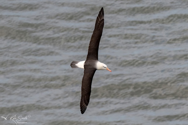 Black-browed albatross