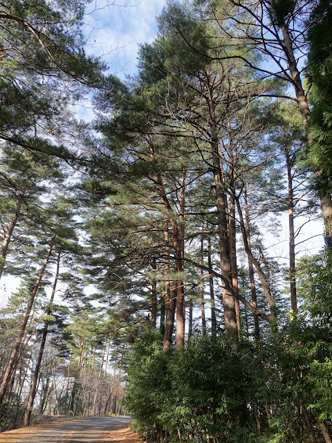 鳥取県西伯郡伯耆町丸山の赤松の森