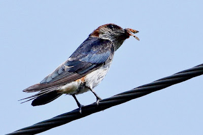 Red-rumped Swallow