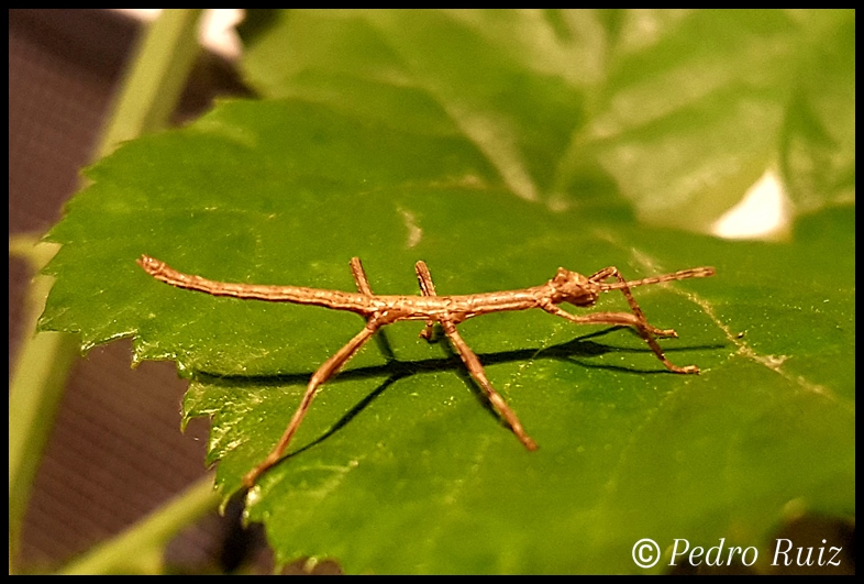 Ninfa L1 de Haplopus micropterus, 1,9 cm de longitud