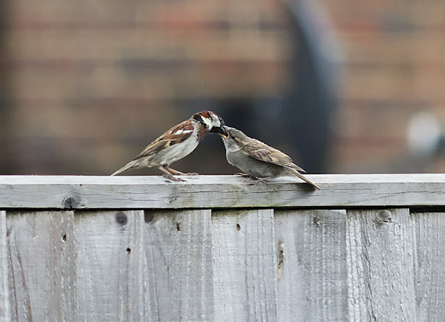 House Sparrows, Passer domesticus, in my back garden in Crowborough.  Male feeding young.  15 June 2017. 