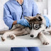 The Ultimate Guide to Preventing Common Health Issues in Siberian Huskies.