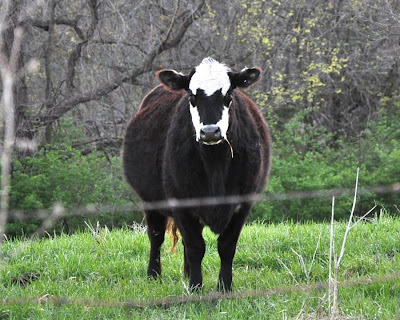 Black and white cow looking at camera