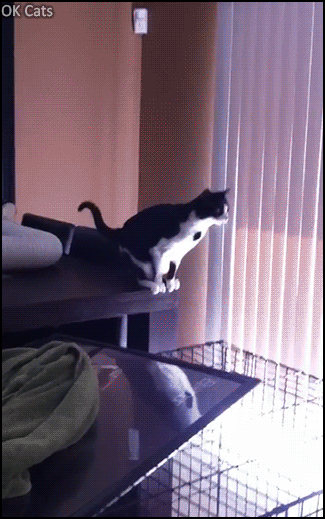 Funny Cat GIF • Clumsy cat tries to jump to the counter, misses and falls in...the trash can, haha [ok-cats.com]