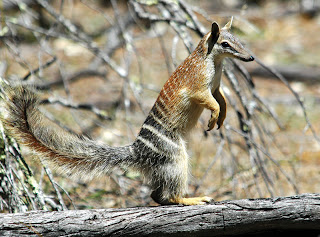 numbat