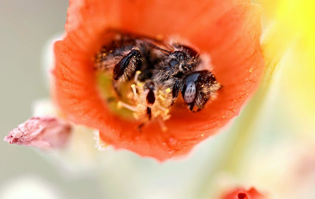 abeja durmiendo en flor