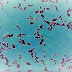 Biofilm effect of Lactobacillus plantarum