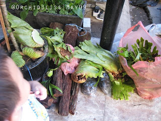 Wild Orchids at Gaya Street Sunday Market, Kota Kinabalu