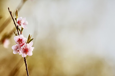 Escribe tu mensaje en esta postal de flores