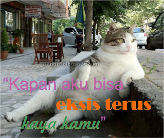 Kumpulan Gambar Lucu Kucing Ucapan Gambar