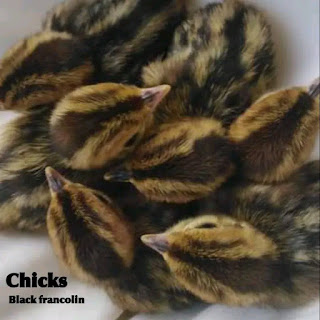 Black francolinus chicks