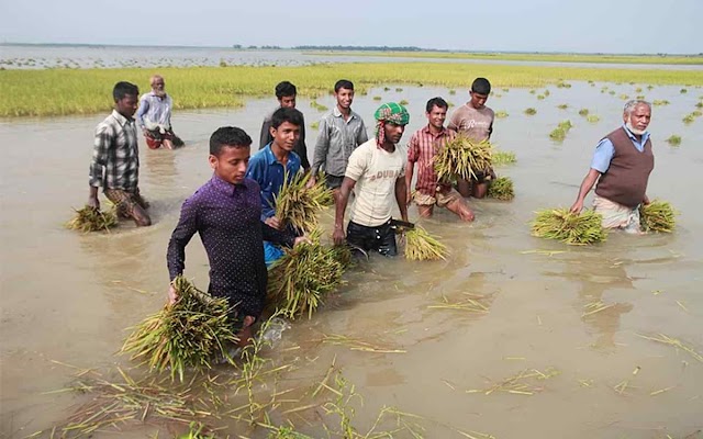 কুড়িগ্রামে অতি বৃষ্টিতে তলিয়ে গেছে কৃষকের পাকা ধান।।BDNews.in